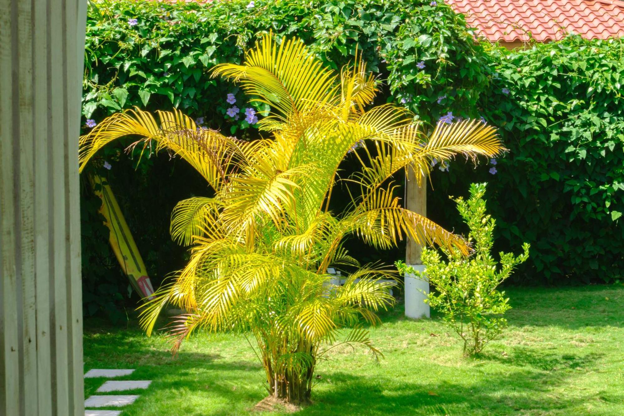 Olivia Del Caribe Suite Puerto Viejo de Talamanca ภายนอก รูปภาพ