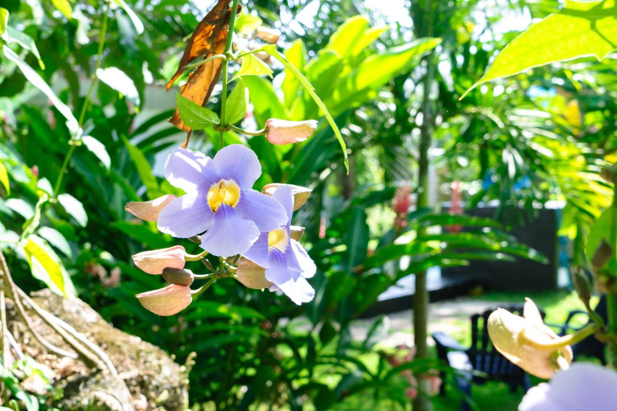 Olivia Del Caribe Suite Puerto Viejo de Talamanca ภายนอก รูปภาพ